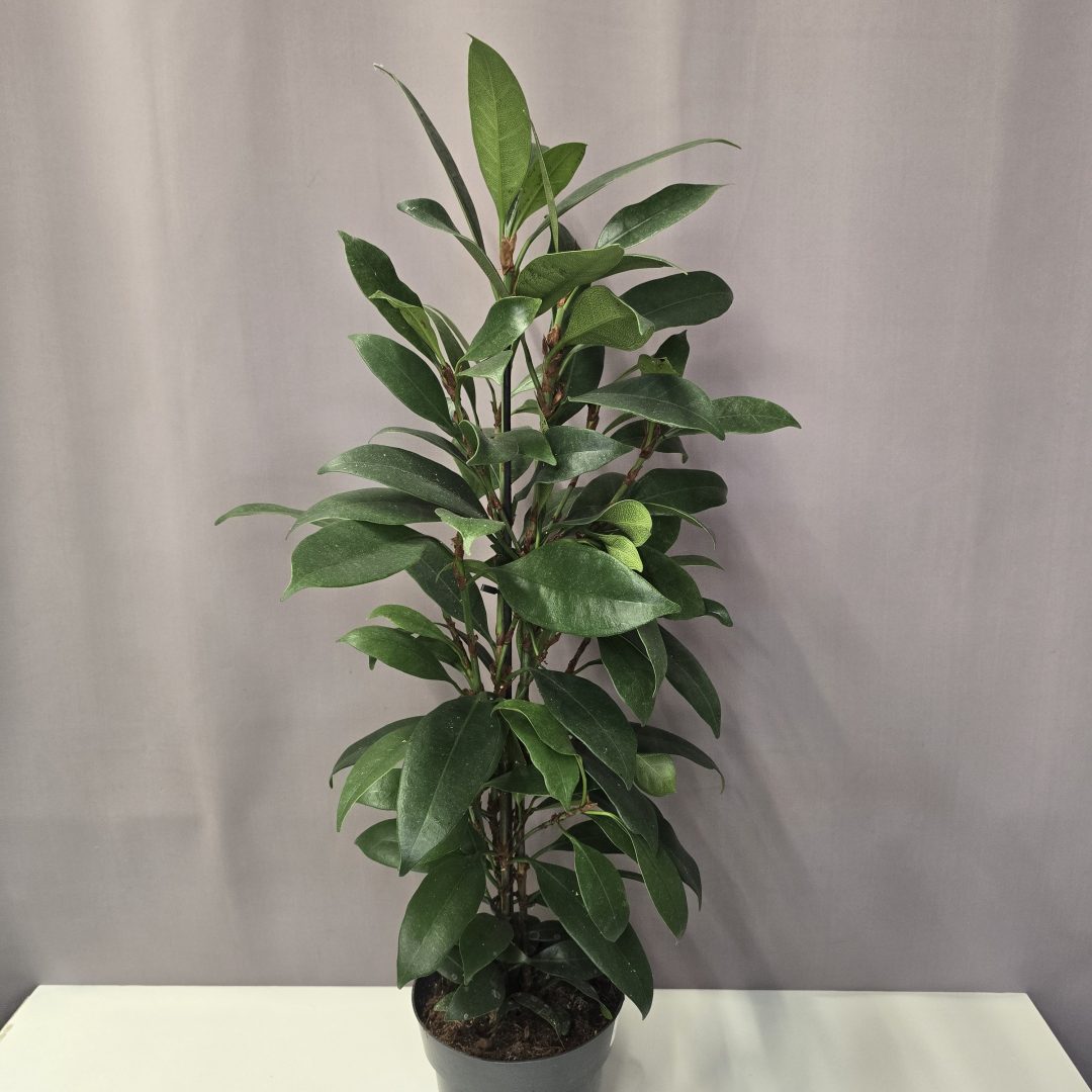 Serlegkocsányú fikusz - Ficus cyathistipula 17/70