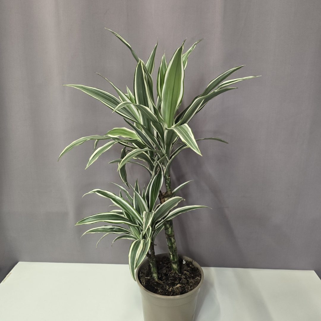 Dracaena fragrans 'Ulises' 2 töves 17/70
