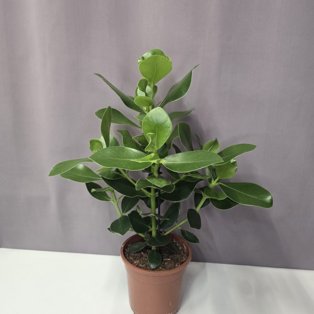Clusia rosea princess - Ördögfüge 17/60