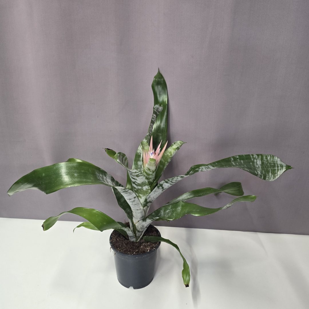 Aechmea Primera - Csíkolt lándzsarózsa 12/40