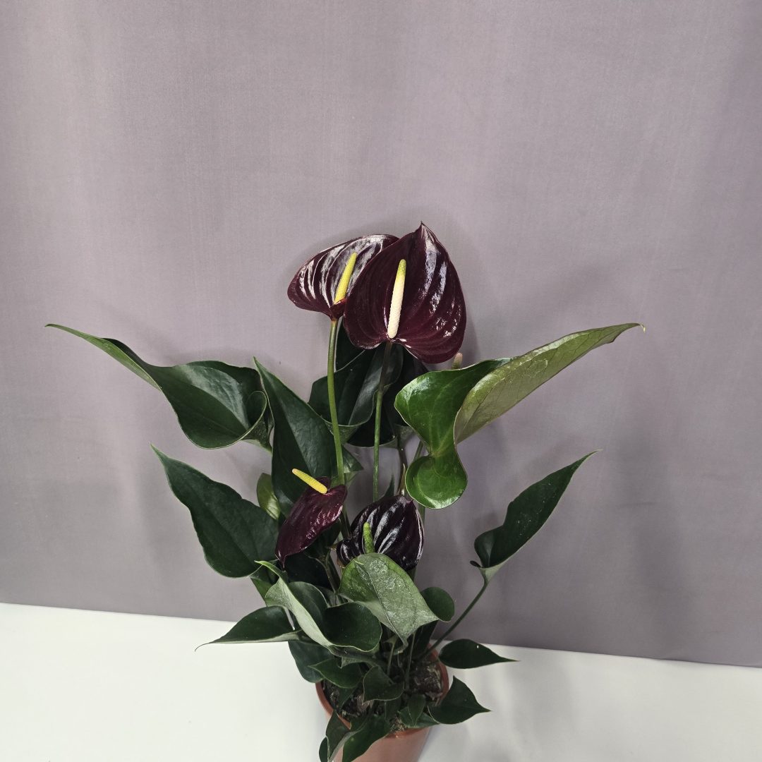 Anthurium 'Chelsey Chocolate' - Flamingóvirág 12/50