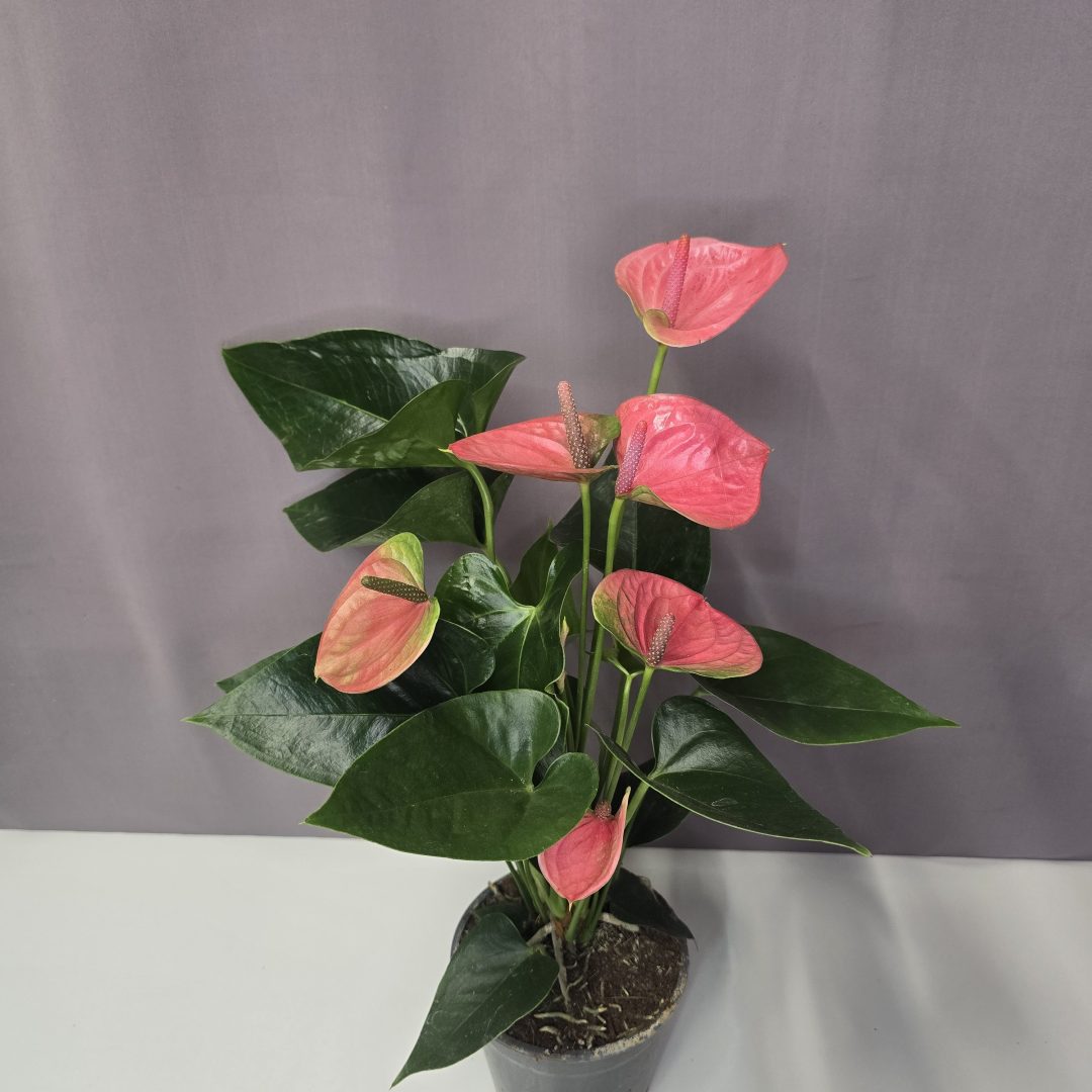 Anthurium 'Pink Champion' 14/50