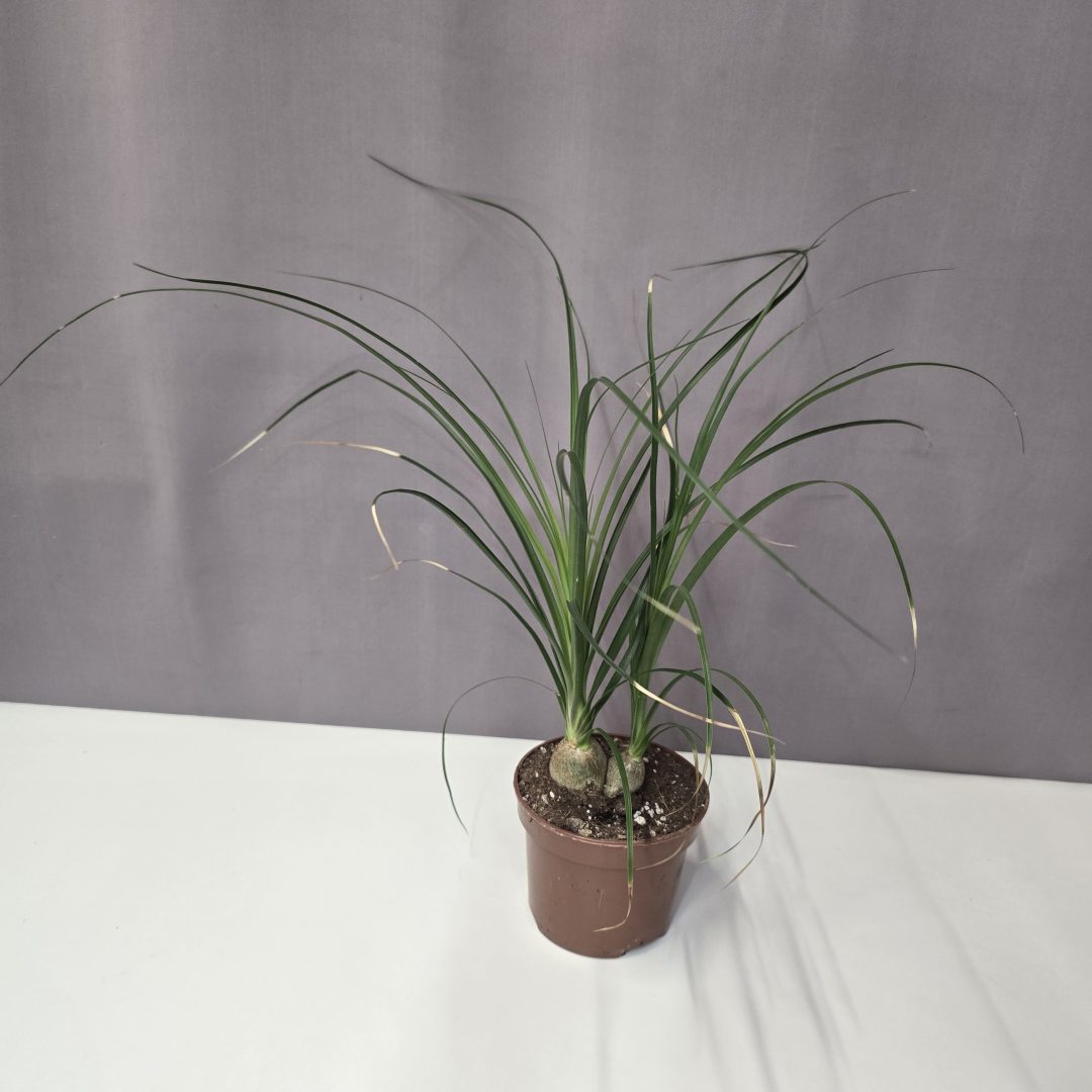 Nolina recurvata - Elefántláb 12/35