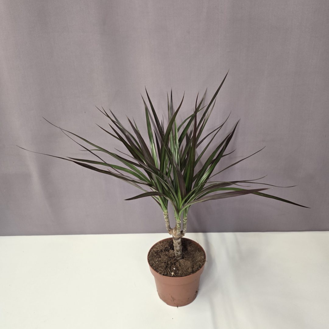 Dracaena marginata 12/35