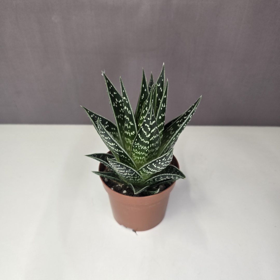 Aloe 'Tiki Tahi' 9/15