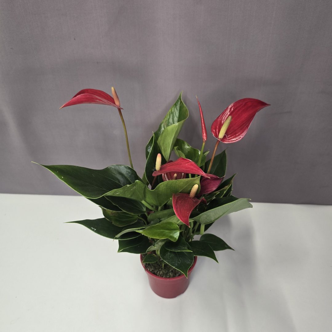Anthurium ‘Banderola Roja’ 9/30