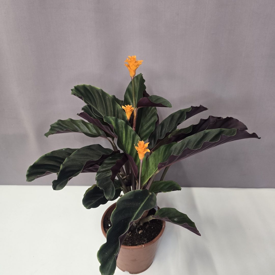 Calathea Crocata 13/45