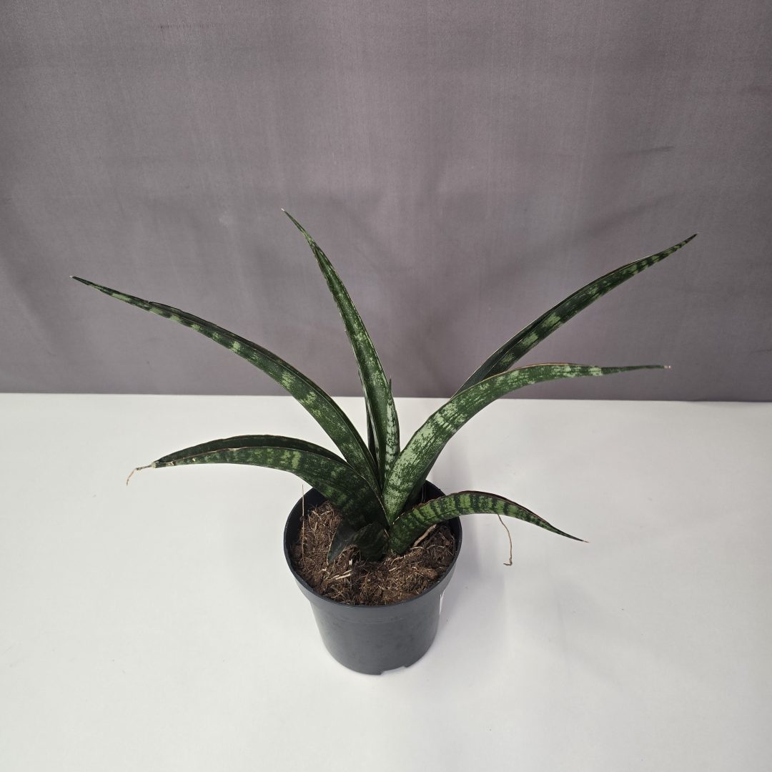 Sansevieria trifasciata 'Megan' 12/25
