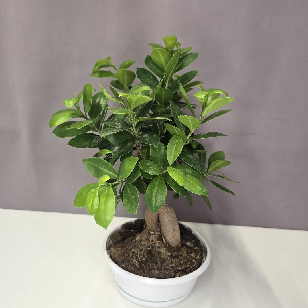 Ficus Ginseng 18/30