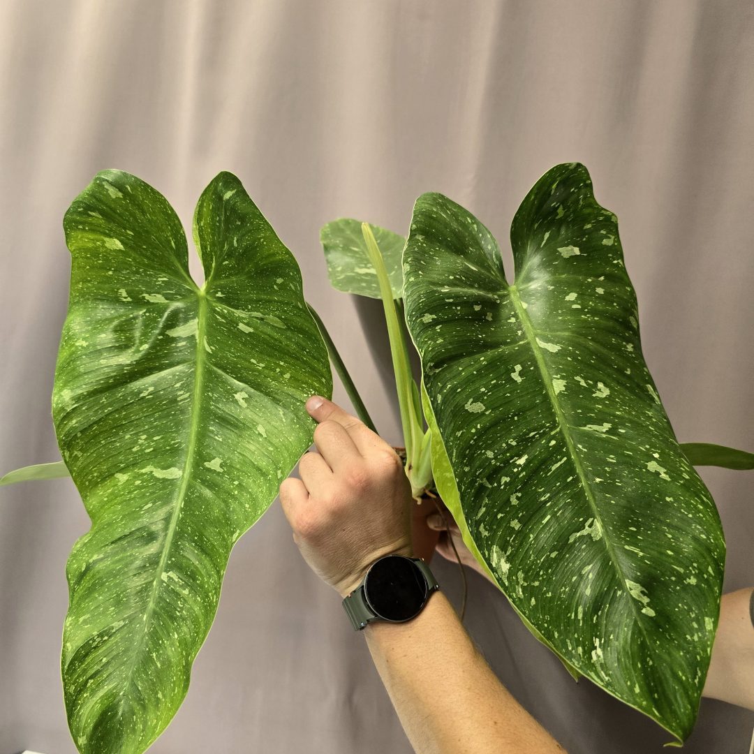Philodendron 'Jose Buono Variegata' 15/50