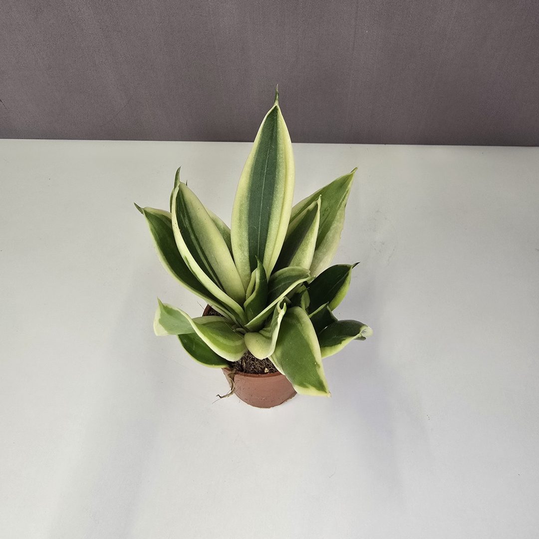 Sansevieria Hahnii 'Jade Marginata' 6/15