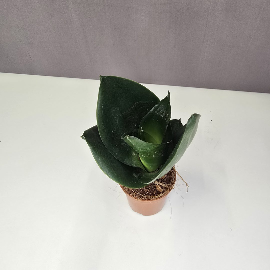 Sansevieria 'Golden Hahnii Black' 6/15