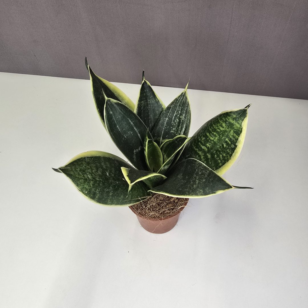 Sansevieria trifasciata 'Golden Hahnii' 6/15