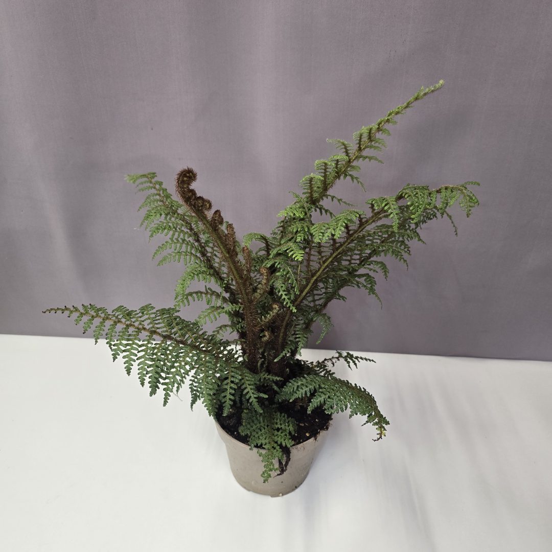 Cyathea tomentosissima 'Highland Lace' - Ausztrál fa páfrány 14/40