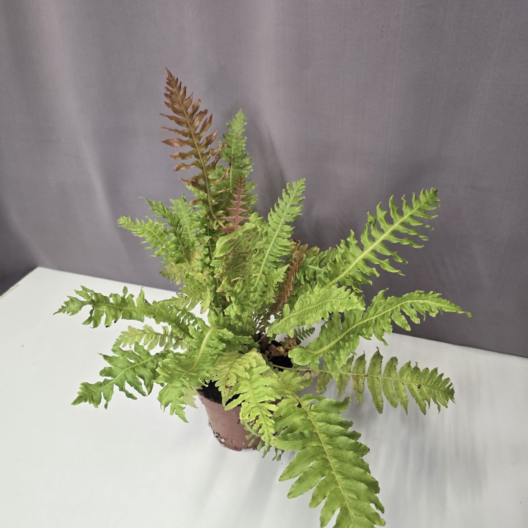 Blechnum brasiliense 'Volcano'