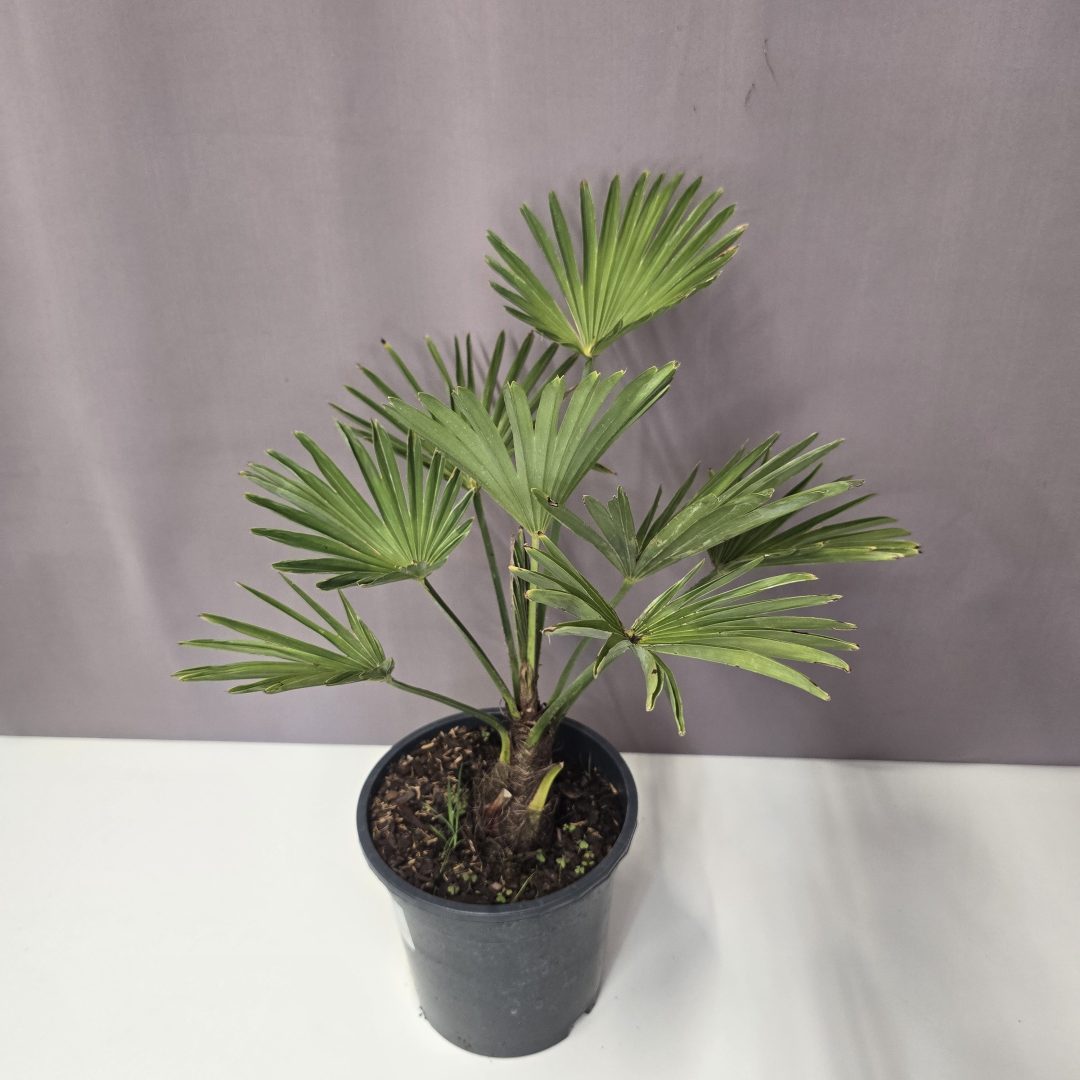 Japán kenderpálma - Trachycarpus Wagnerianus 17/45