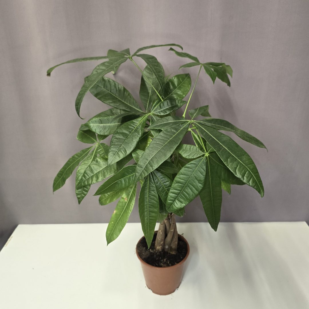 Pachira aquatica - Vadkakaó 3 töves fonott 14/50