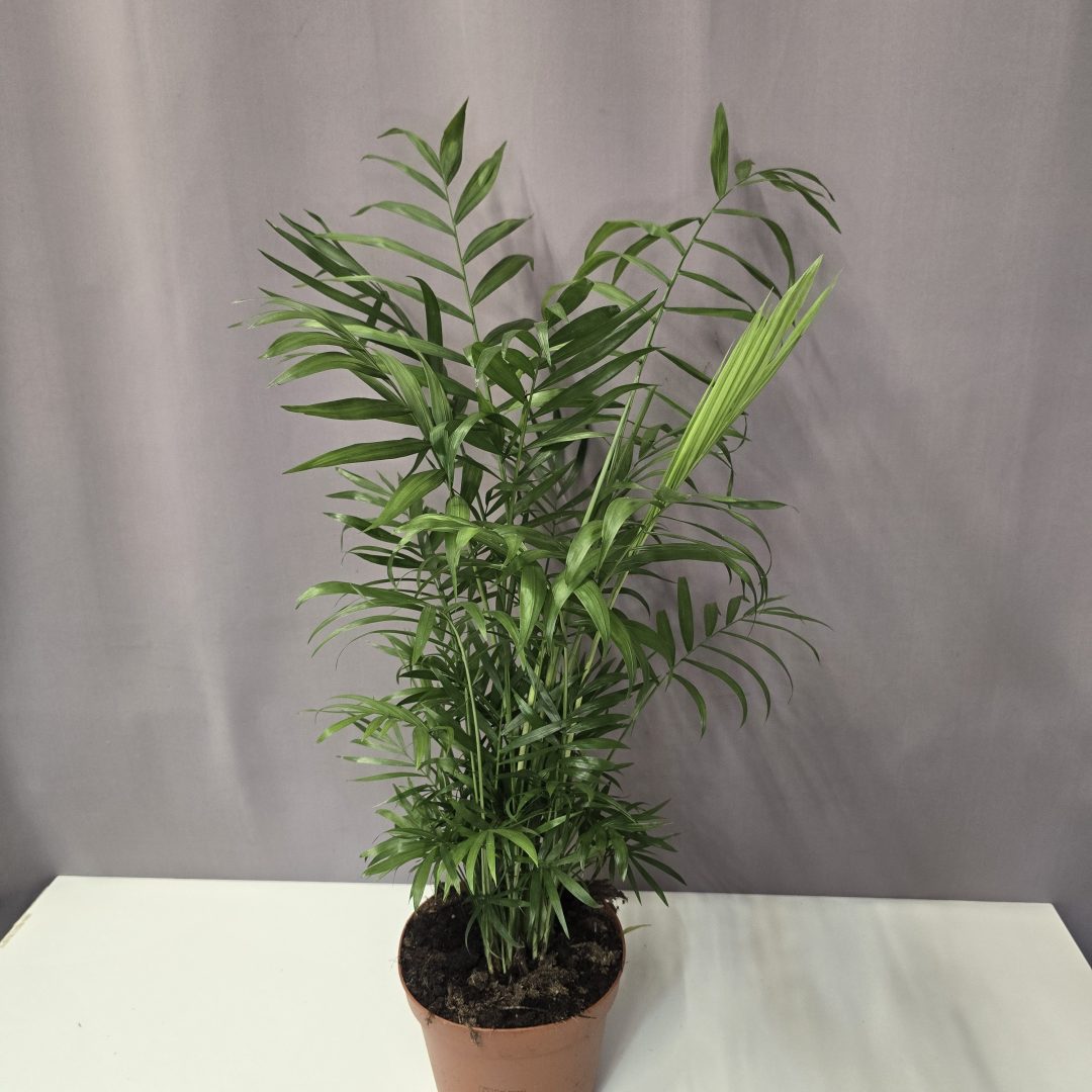 Gyompálma – Chamaedorea elegans 17/60
