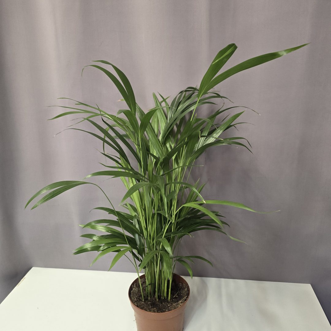 Areca Lutescens - Aranypálma 17/60