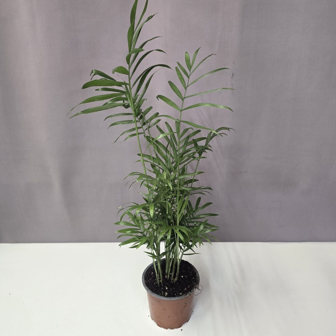 Gyompálma – Chamaedorea elegans 12/50