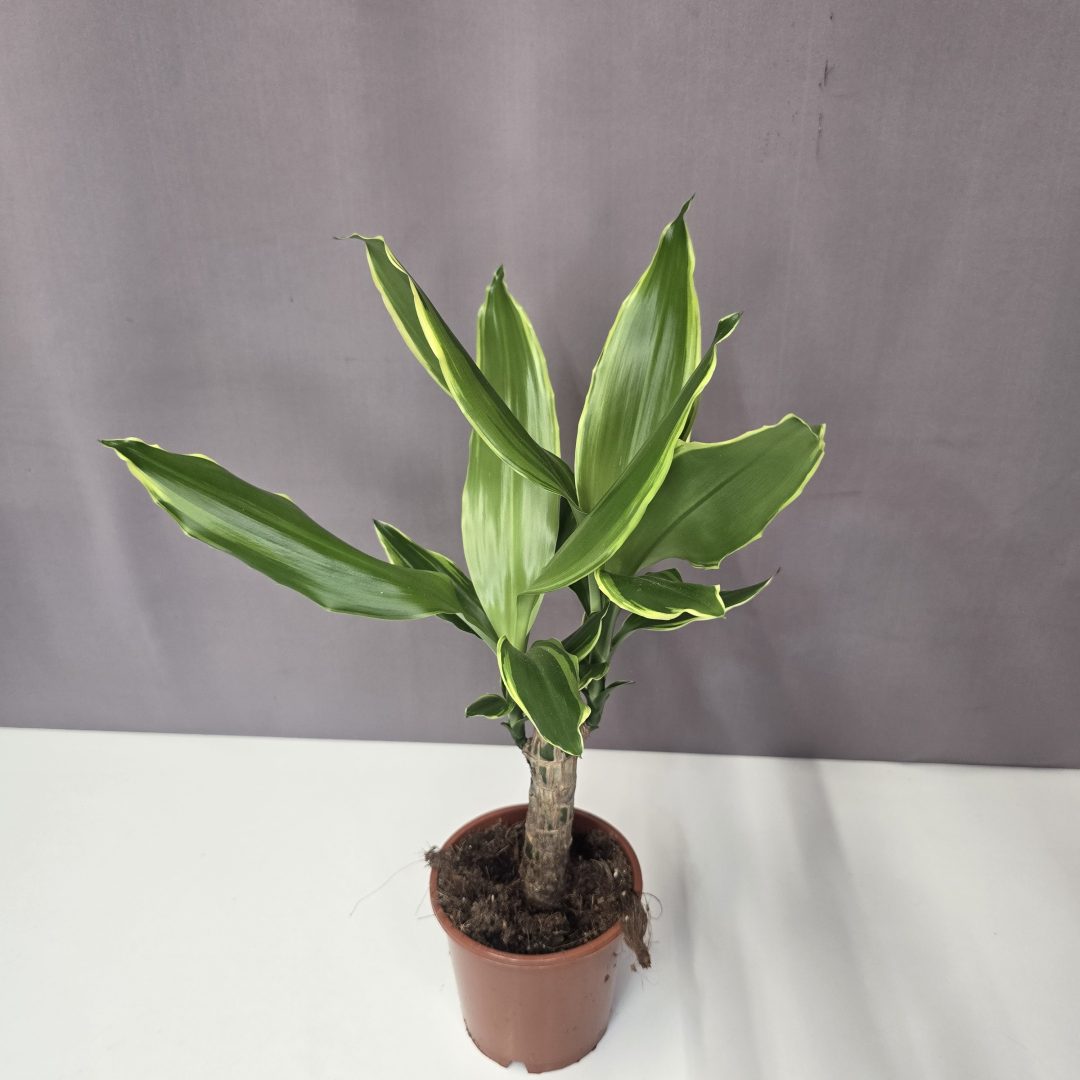 Dracaena fragrans 'Golden Coast'