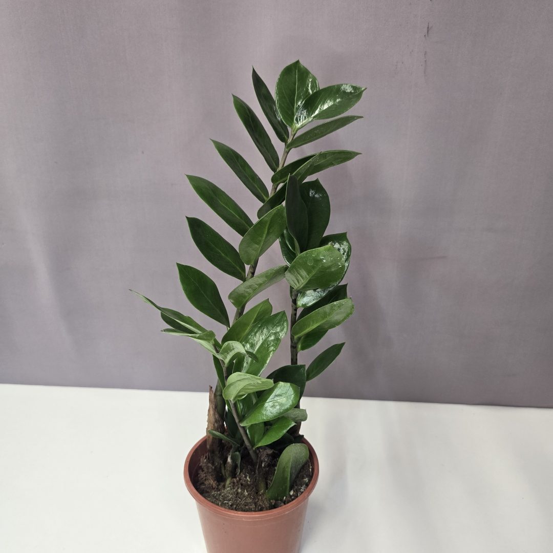 Agglegénypálma – Zamioculcas 12/40