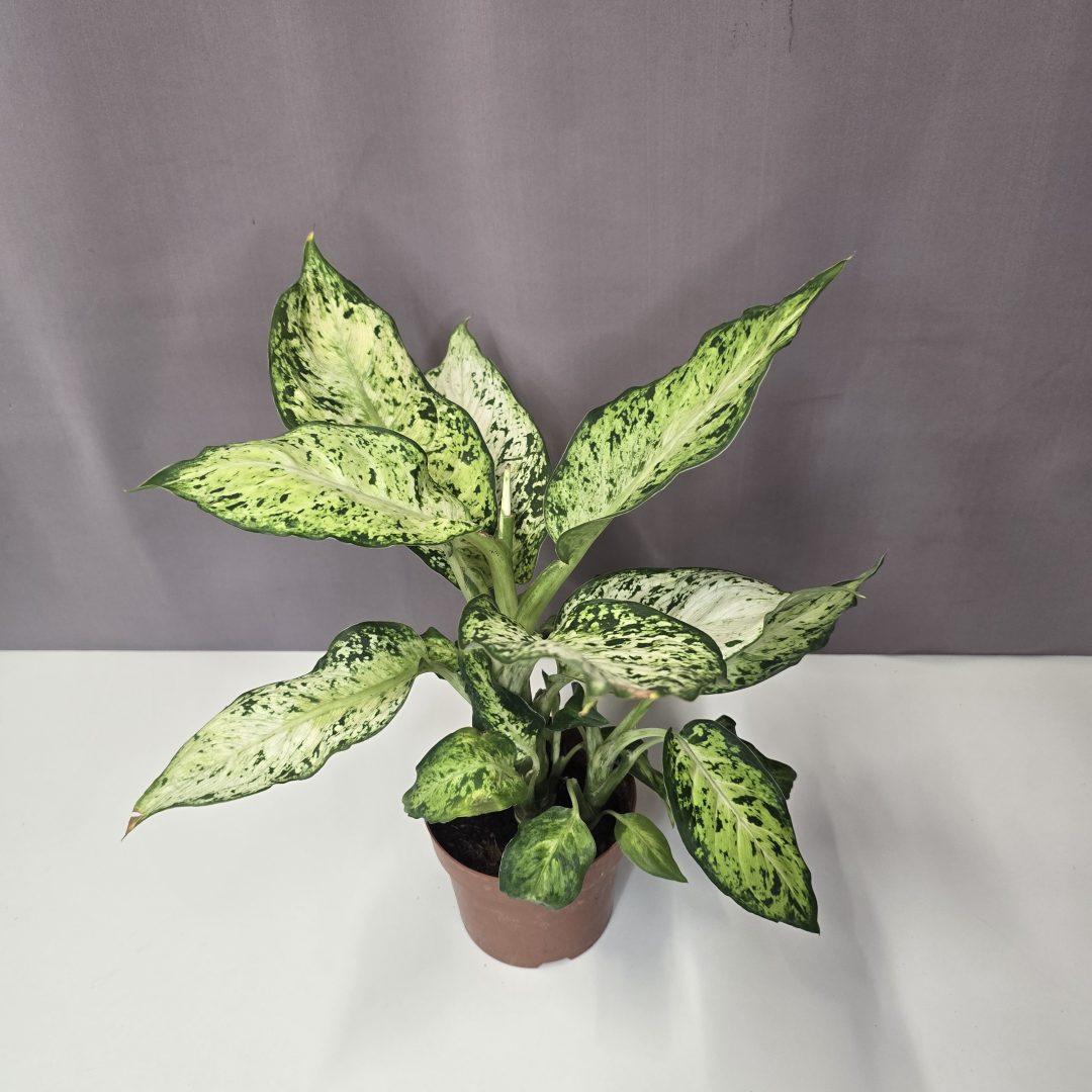 Dieffenbachia Amy 12/35