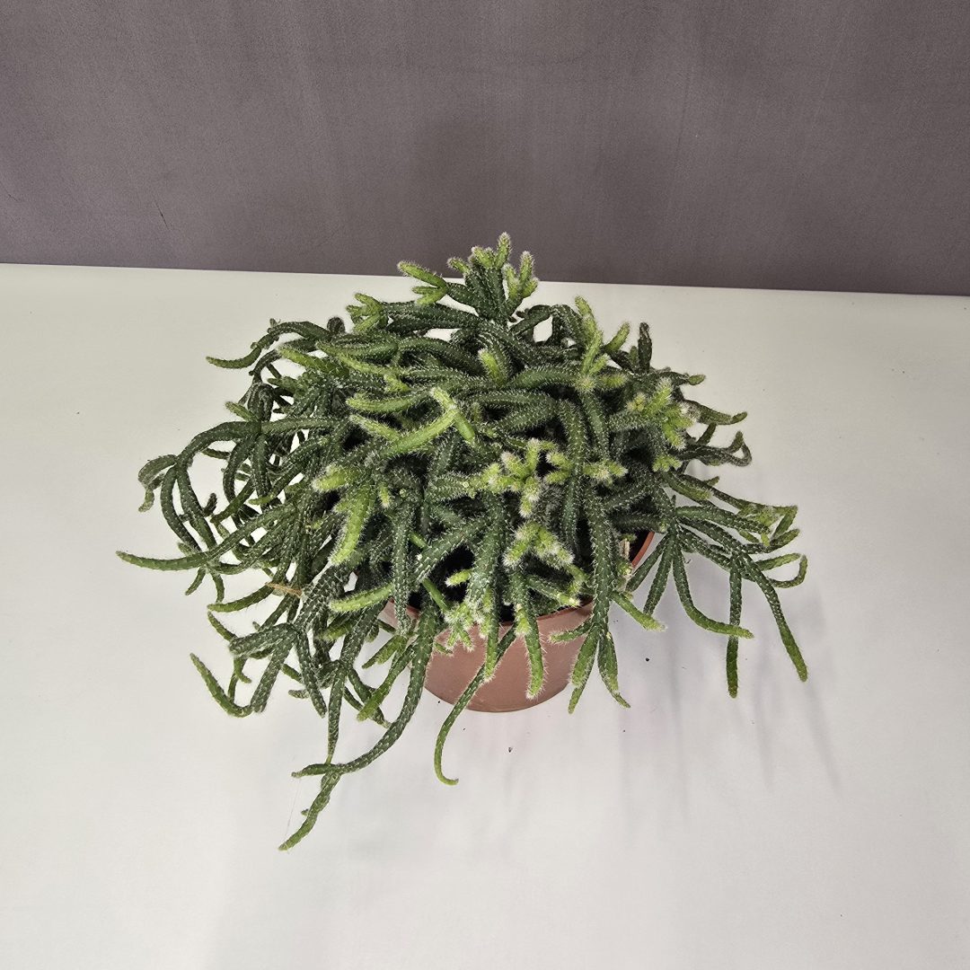 Rhipsalis - Vesszőkaktusz 12/20