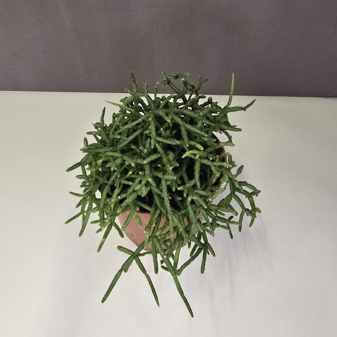 Rhipsalis - Vesszőkaktusz 12/20