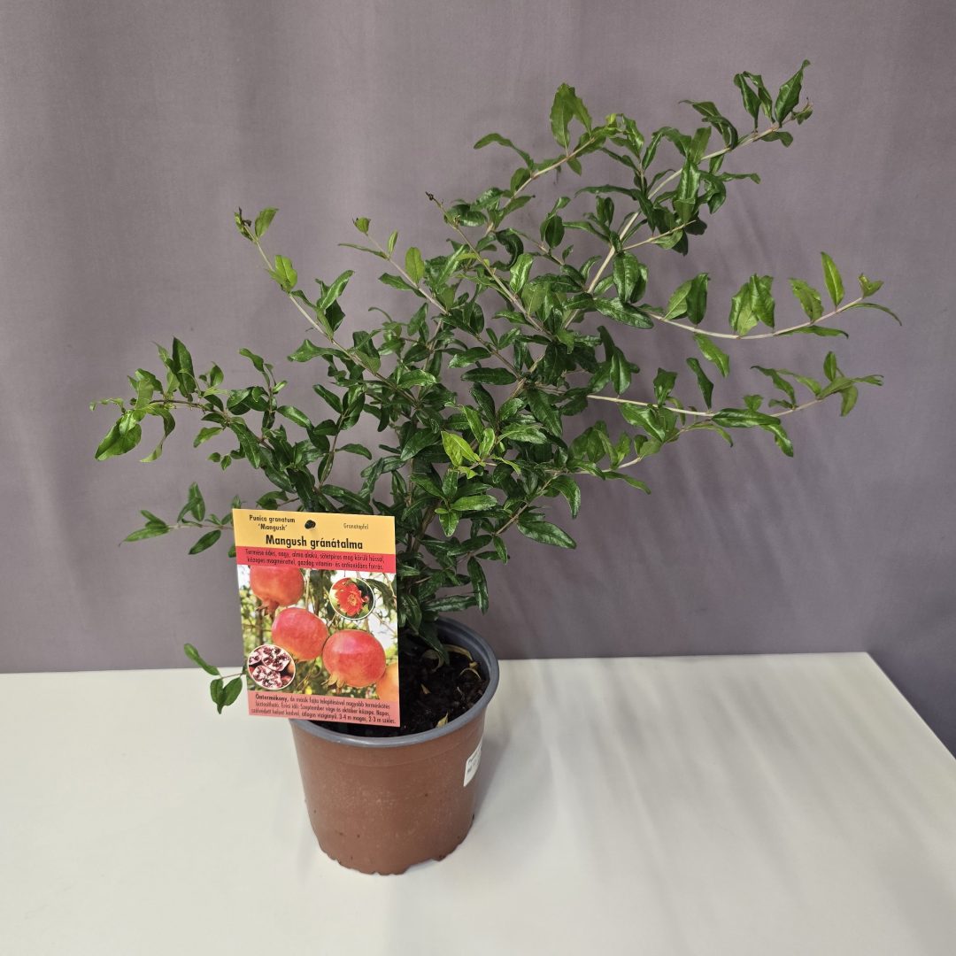 Punica granatum 'Mangush' - Mangush gránátalma 17/50