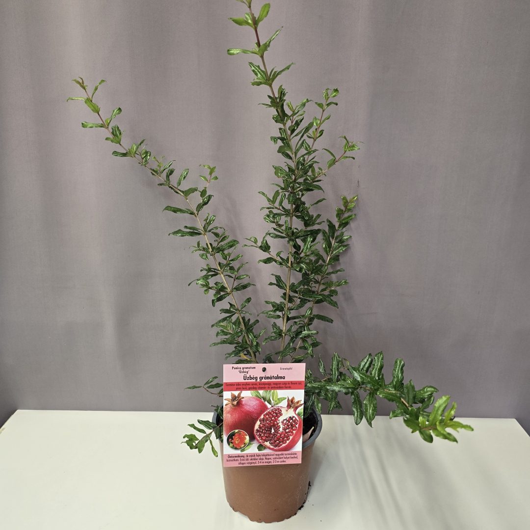 Punica granatum 'Üzbég' - Üzbég gránátalma 17/50
