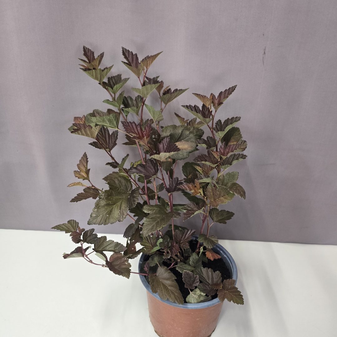 Physocarpus opulifolius ‘Lady in Red’ – bangitalevelű hólyagvessző 17/40