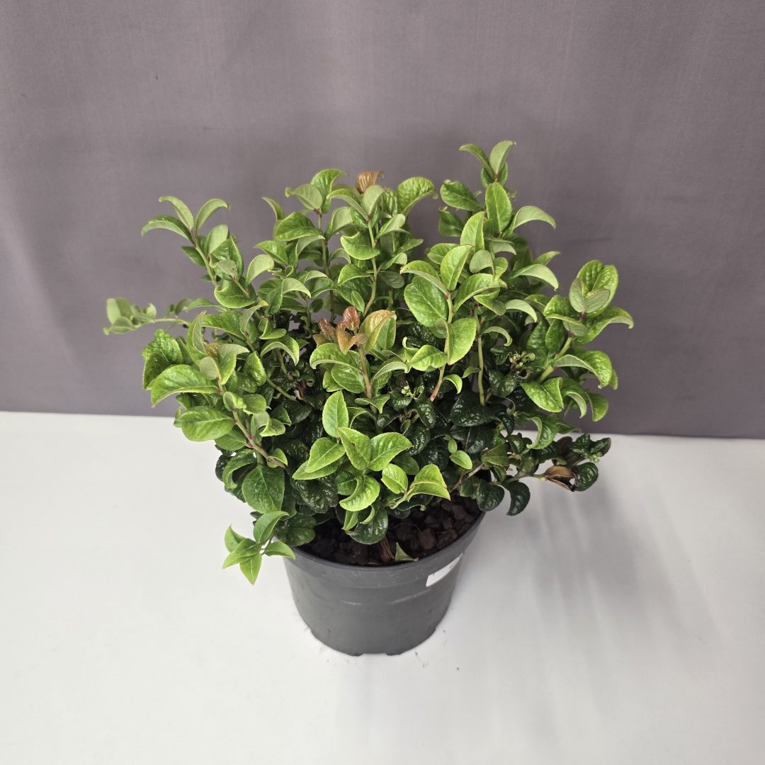 Fürtös hanga - Leucothoe axillaris ‘Curly Red’ 17/30