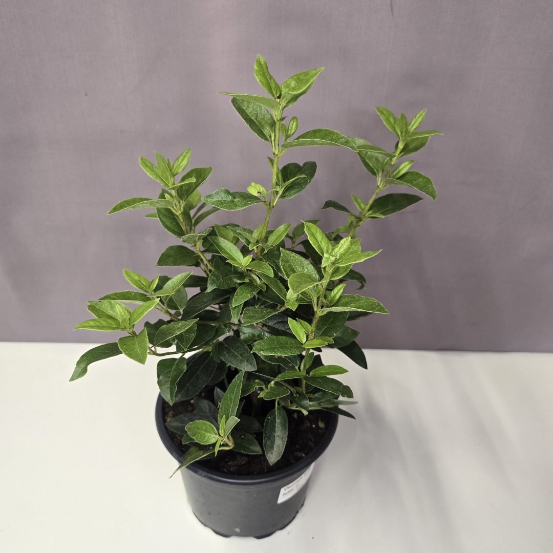 Viburnum tinus - Téli bangita 17/30