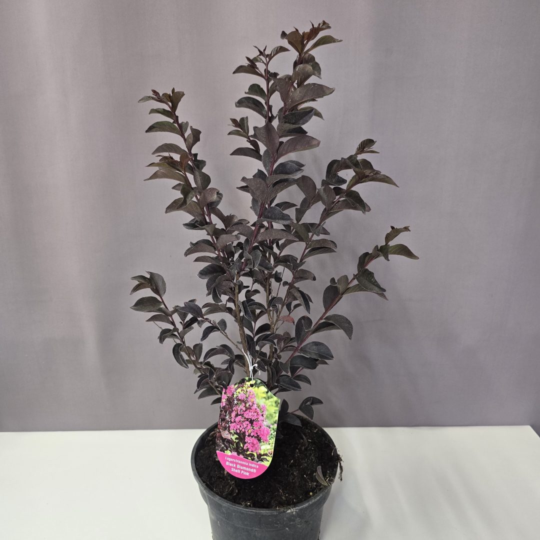 Bordó levelű Kínai selyemmírtusz - Lagerstroemia indica "Shell Pink" 19/40