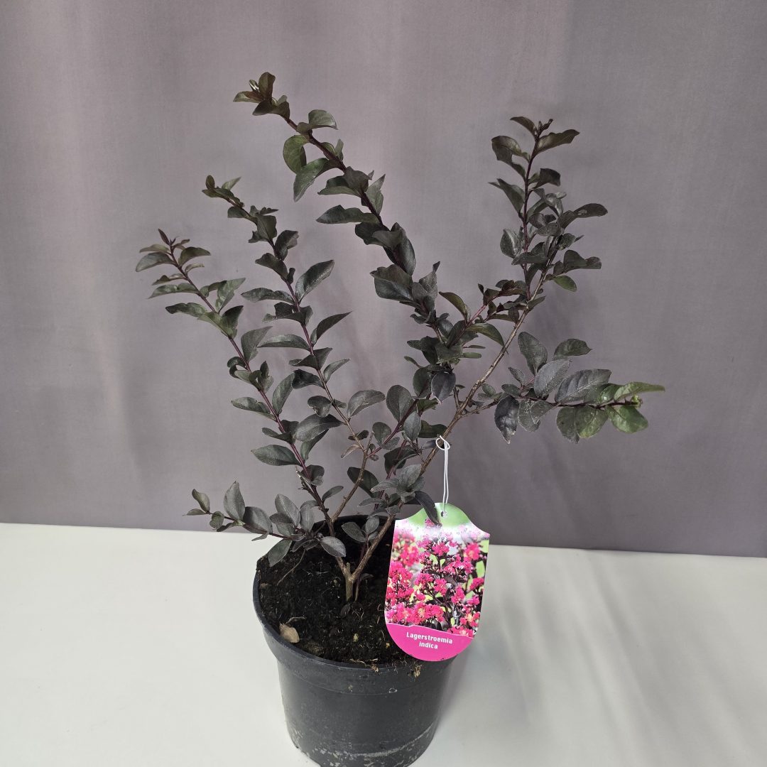 Bordó levelű Kínai selyemmírtusz - Lagerstroemia indica "Red" 19/40