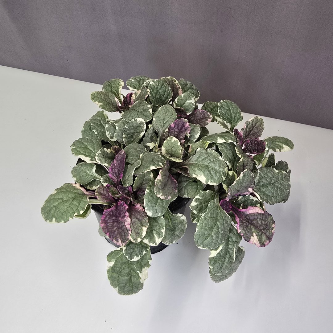 Ajuga reptans 'Burgundy Glow' - Indás ínfű 13/20
