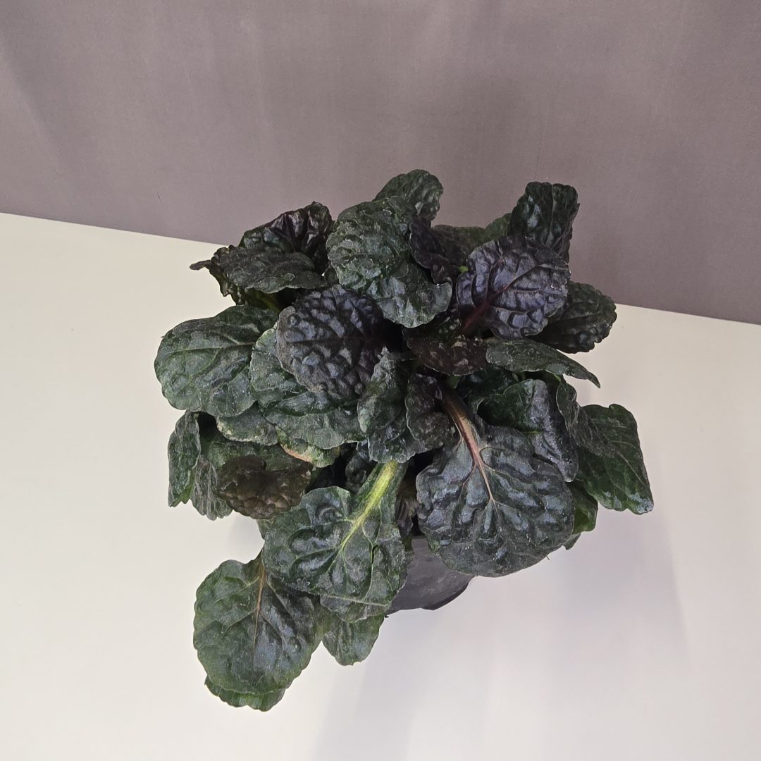 Indás ínfű - Ajuga reptans 'Black Scallop' 13/20