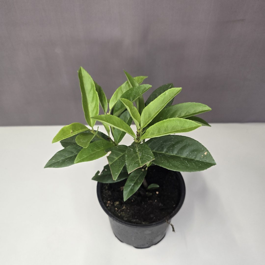 Prunus laurocerasus 'Novita' - Babérmeggy 12/30