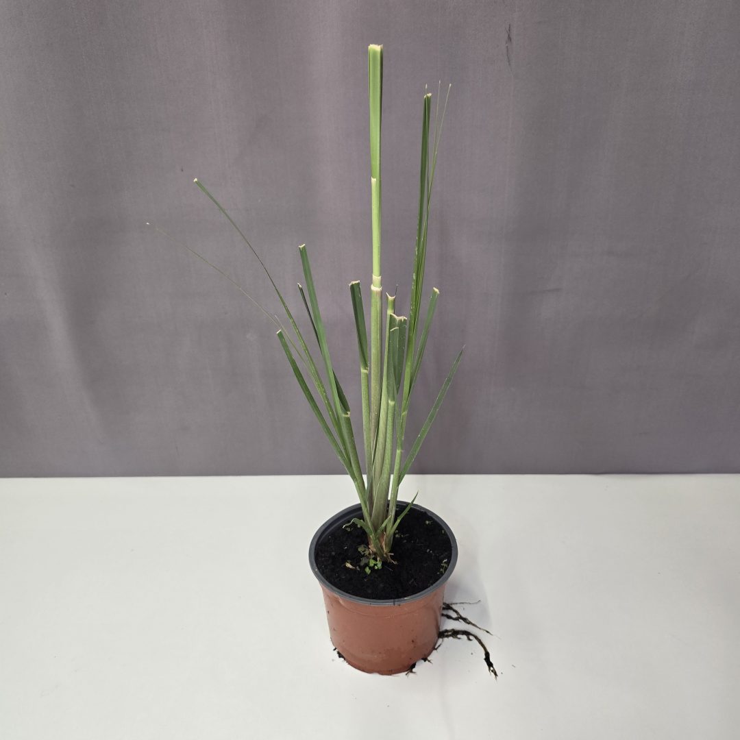 Cortaderia selloana 'White Feather' - Ezüstös pampafű 12/30