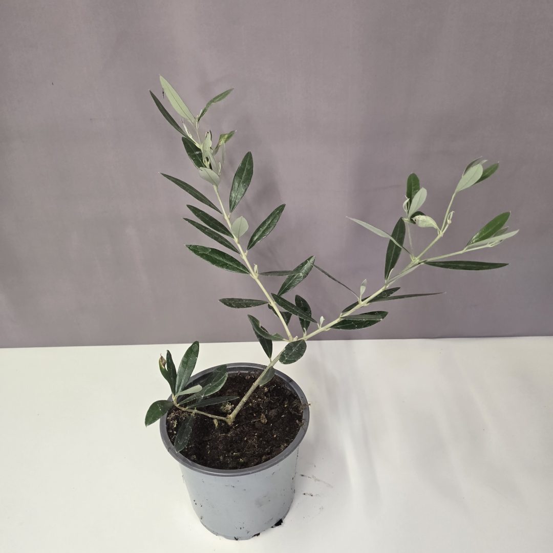 Olea europea csemete