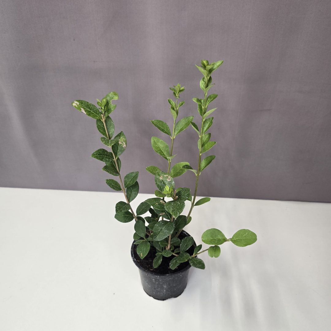 Széleslevelű fagyal - Ligustrum ovalifolium 10/20