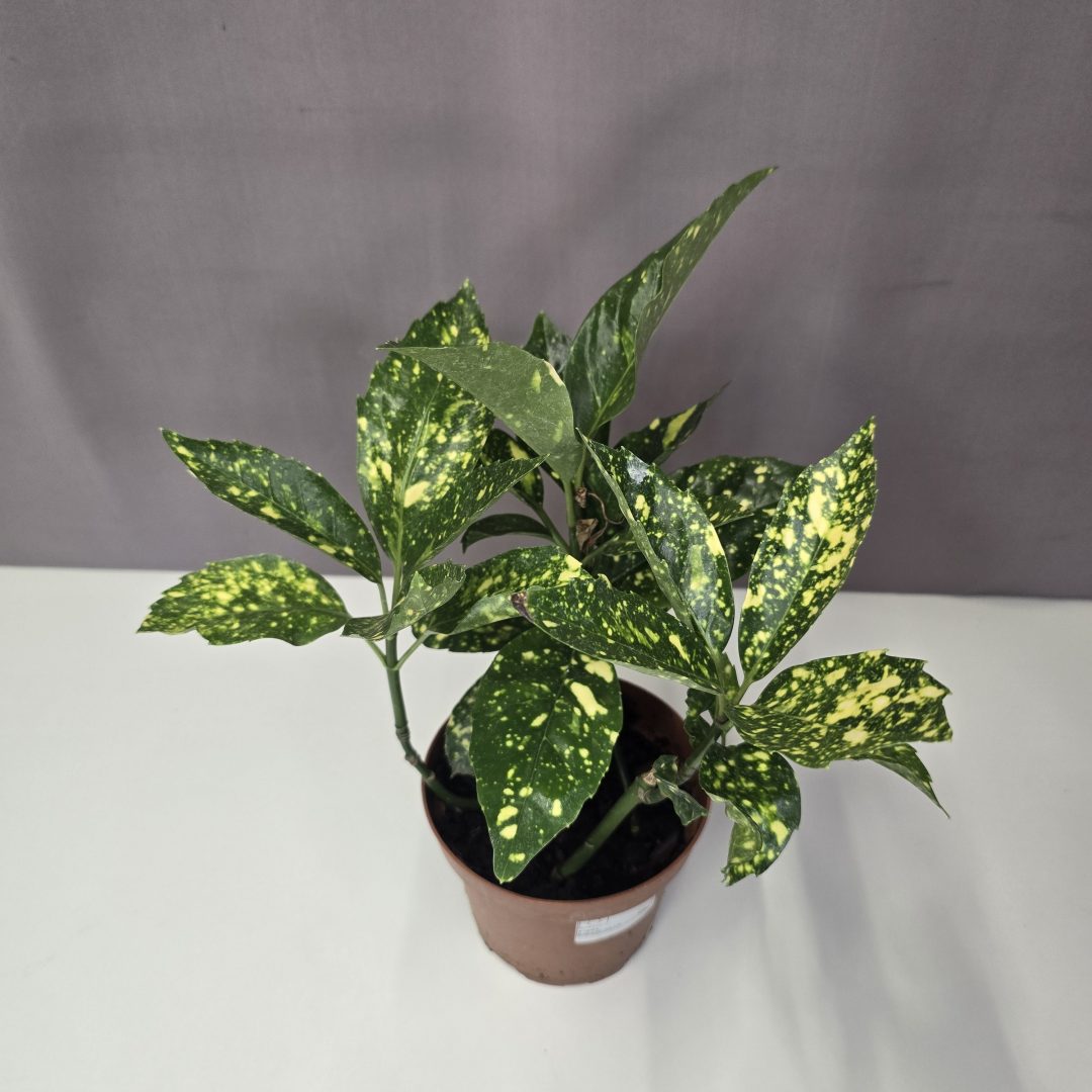 Aucuba japonica ’Crotonifolia’ - Babérsom 13/30