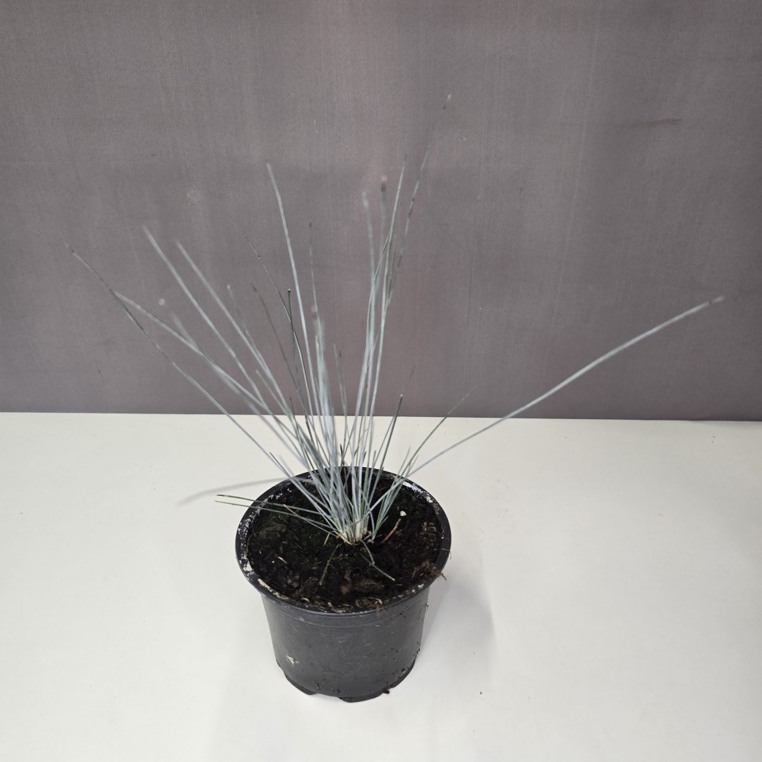 Festuca glauca – Kék csenkesz 10/15