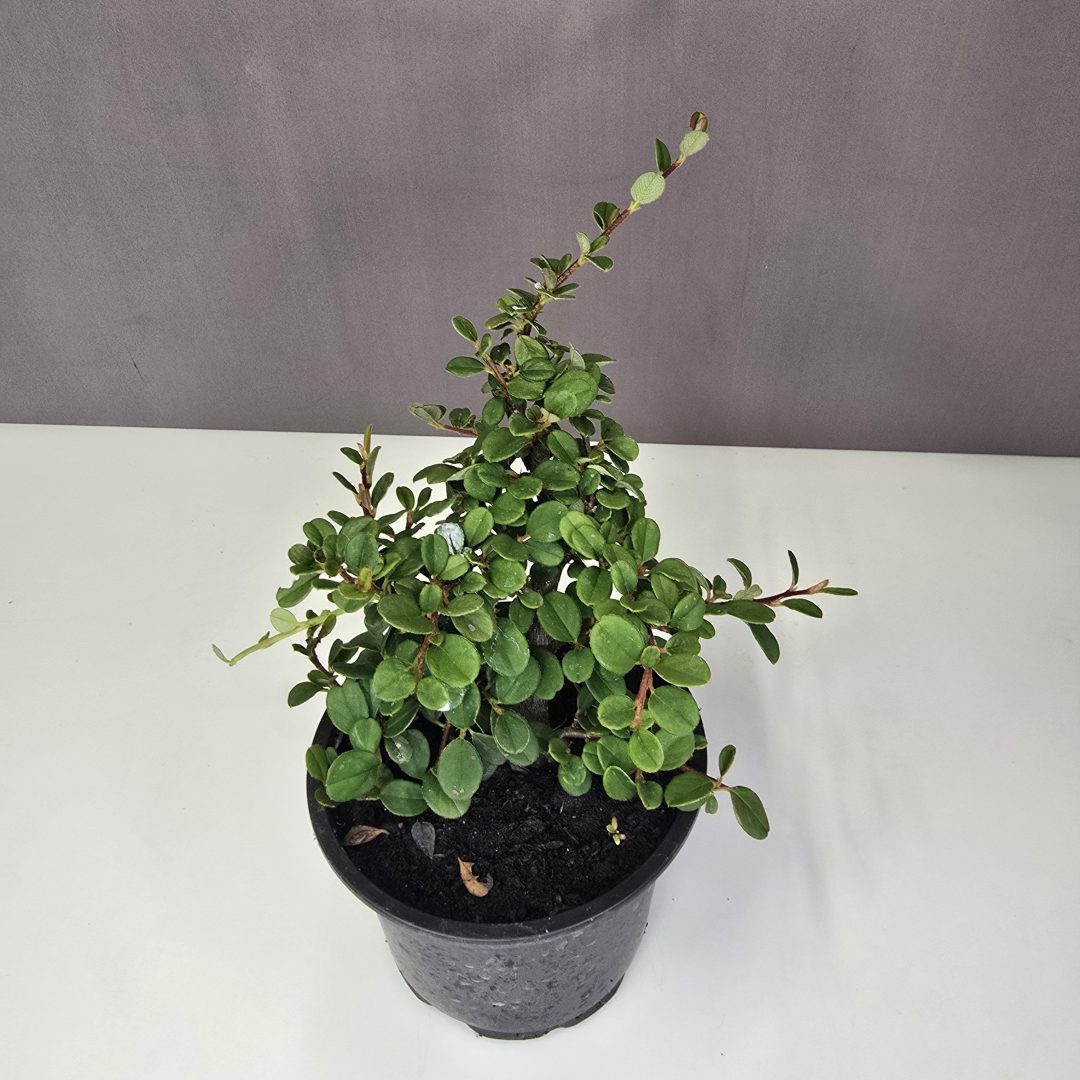 Cotoneaster dammeri 'Green Carpet' – Szőnyegmadárbirs 10/20