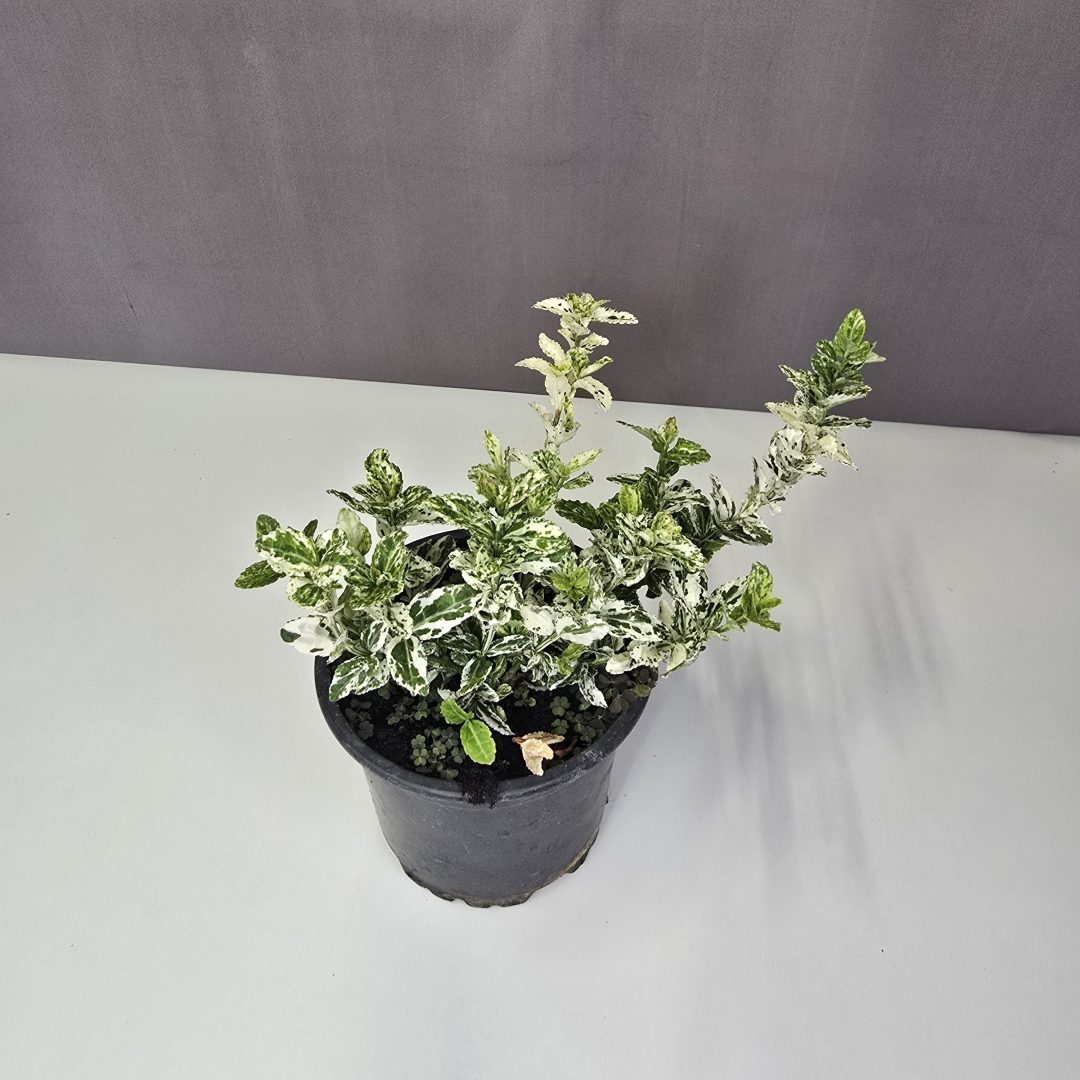 Kúszó kecskerágó - Euonymus fortunei 'Harlequin' 10/20