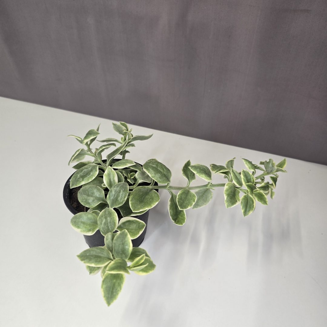Szívlevelű kristályvirág – Aptenia cordifolia 11/15