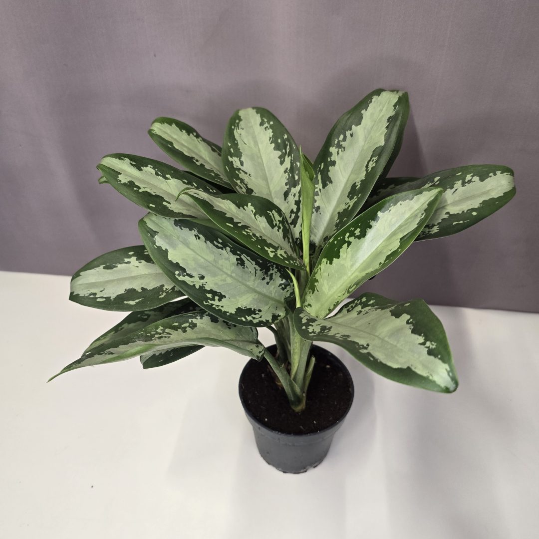 Aglaonema 'Jubilee Compacta' 12/35