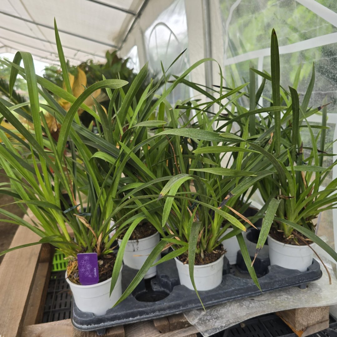 Levirágzott cymbidium orchidea