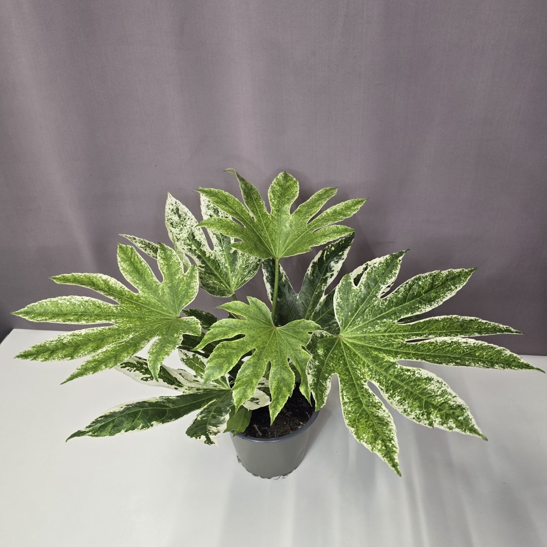Szobaarália - Fatsia japonica 'Spider's Web' 14/45